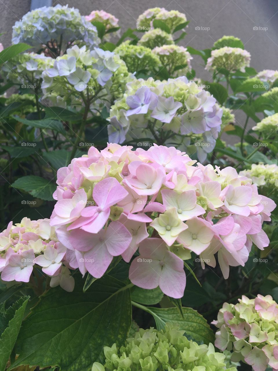 New hydrangeas 
