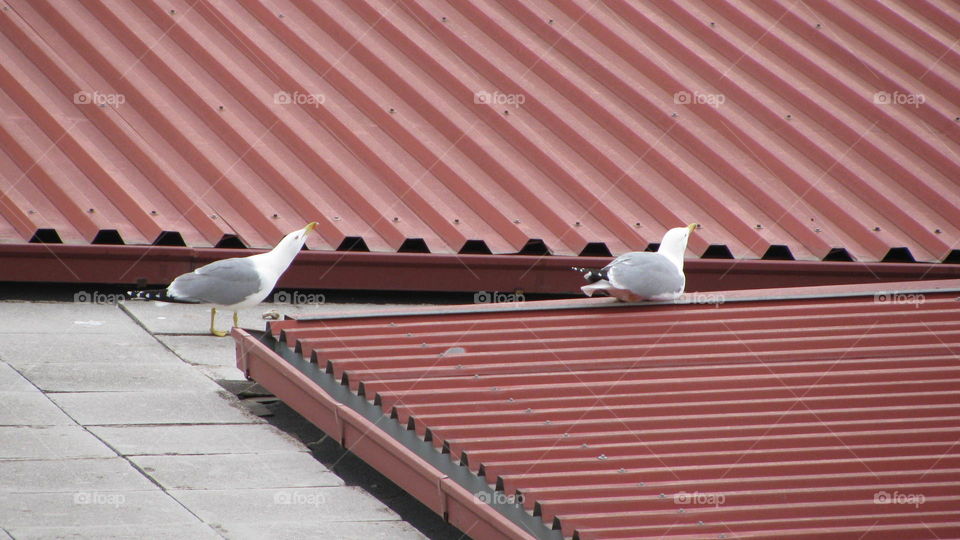 The Seagulls on the Roof