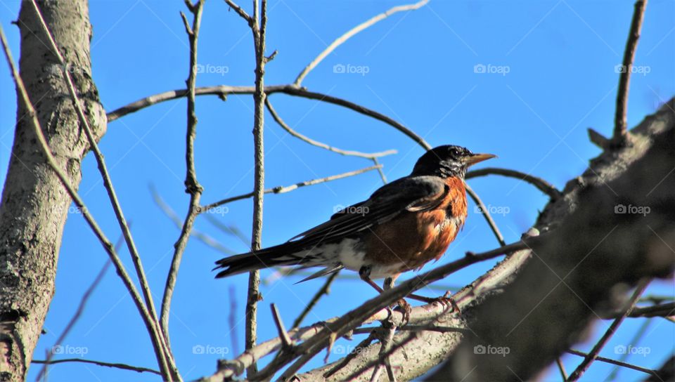 American red-breasted robin resplendent in early morning June sun 