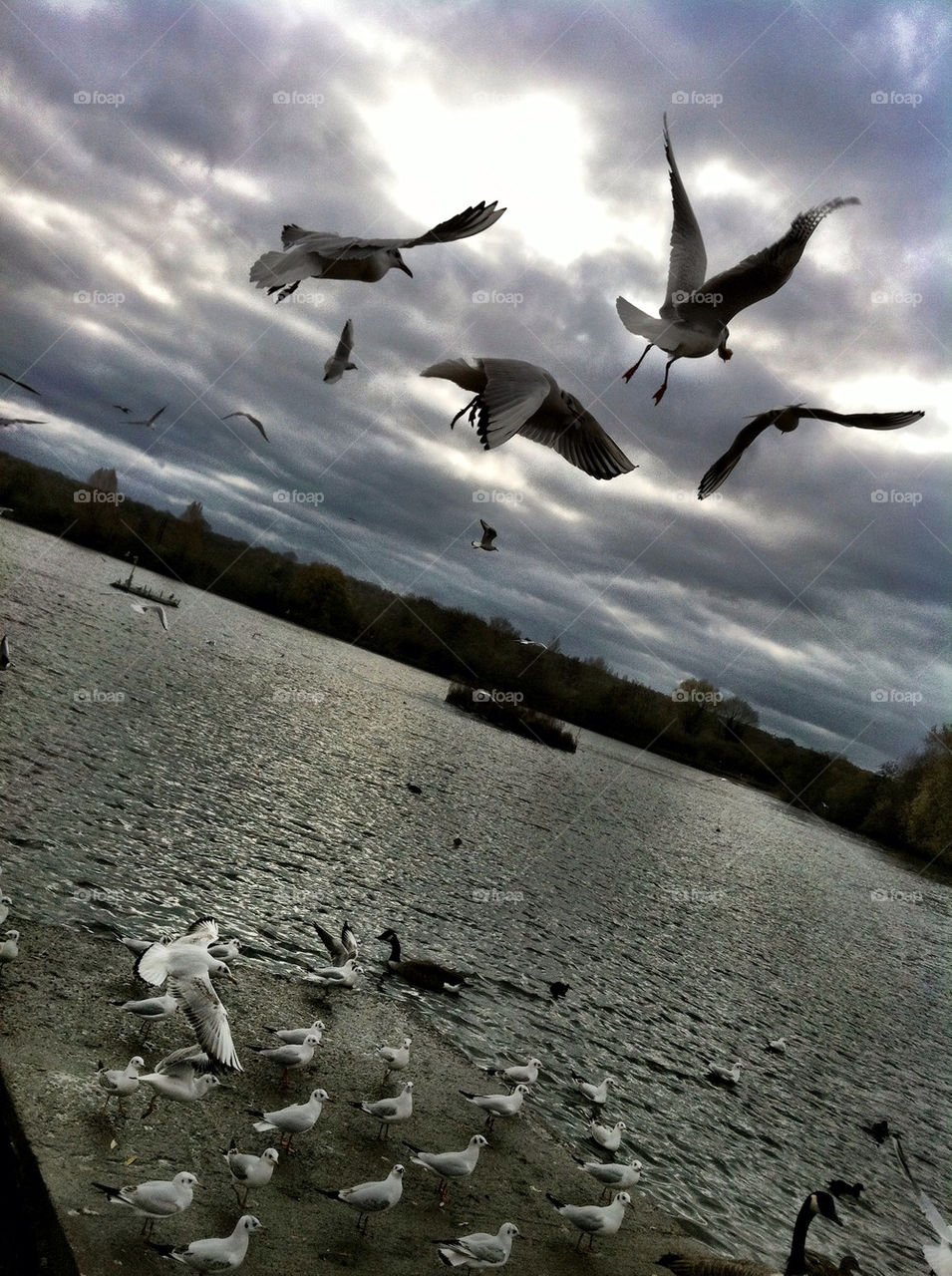 united kingdom birds lake cloud by perfexeon