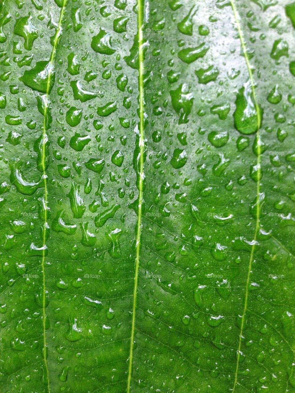 Wet Leaf