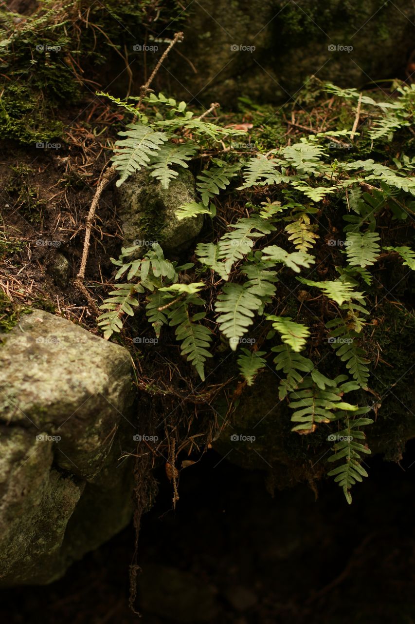 Mountain fern on the rock