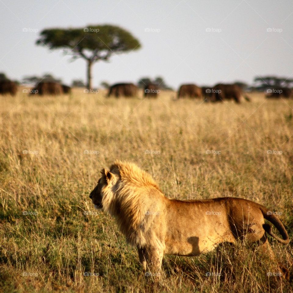 A young, male lion eyes an enormous herd of buffalo as they cross the vast savanna 