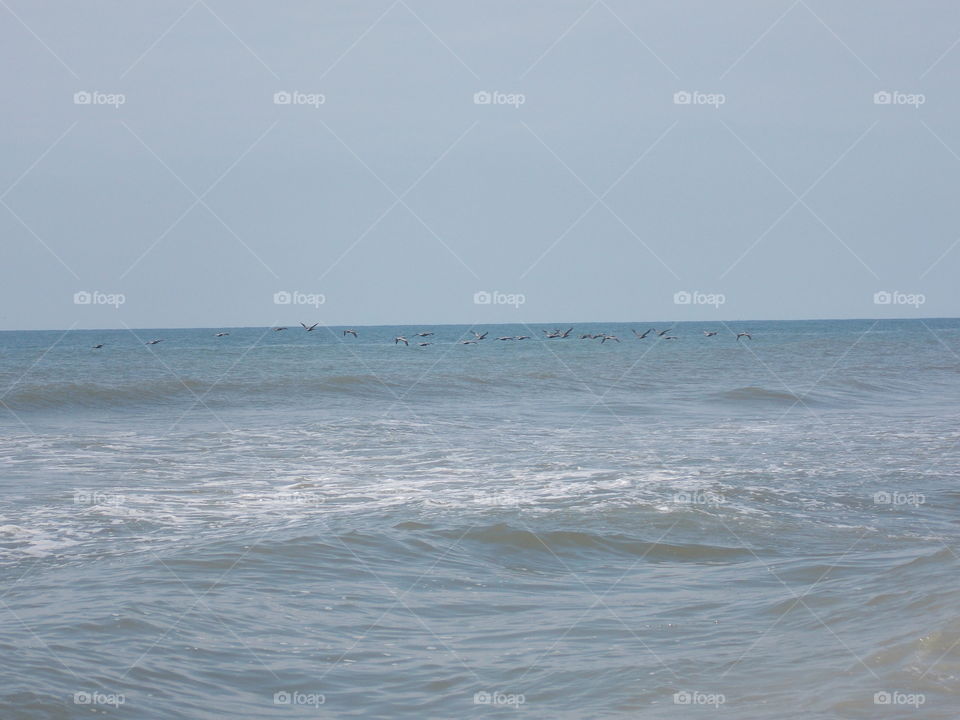 Folly Beach, SC. Sea gulls
