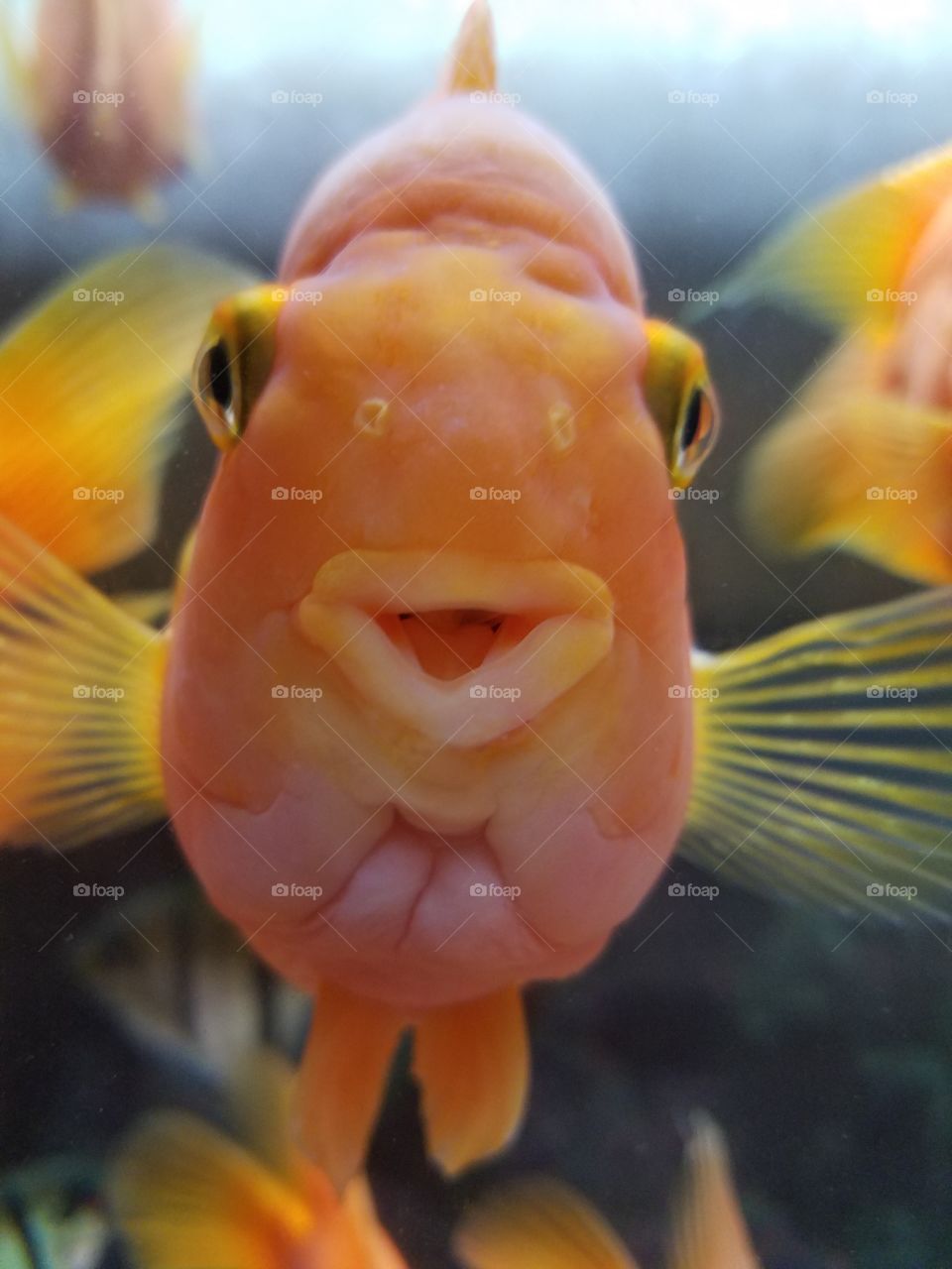Close-up of aquarium fish