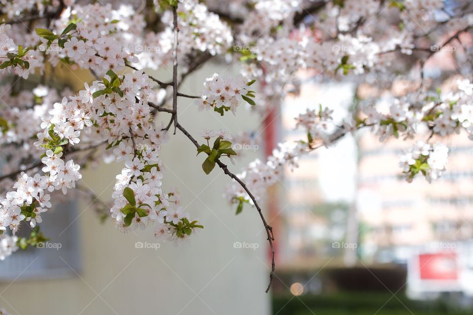 Cherry blossom in town 