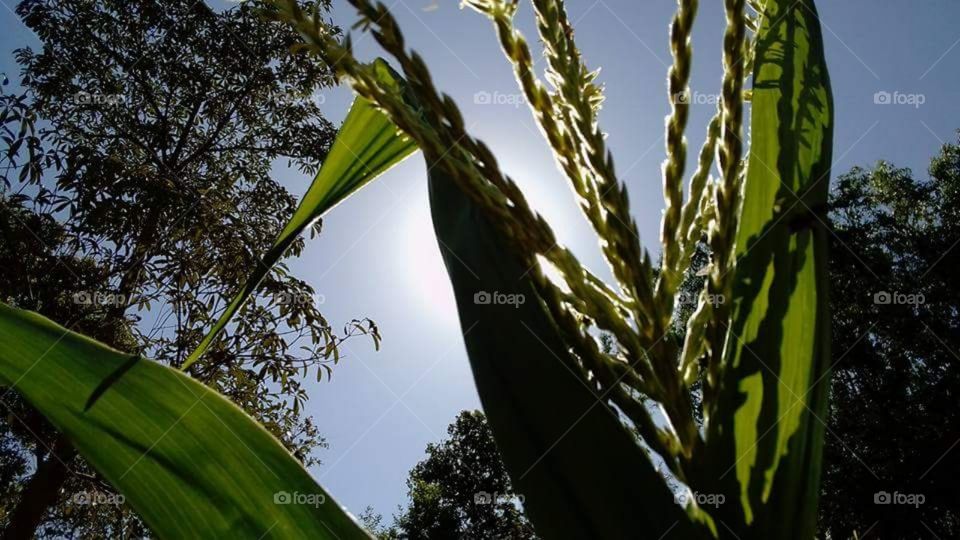 Nature in the countryside