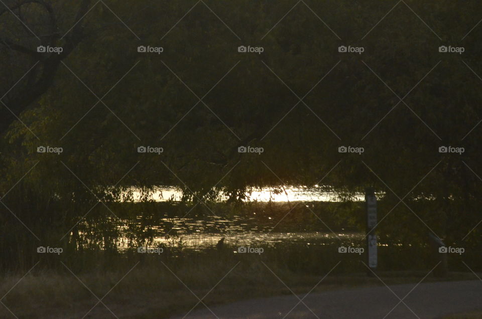 Reflected Light Through Overgrowth