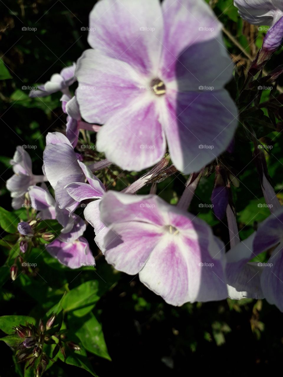 lilac paniculate phlox