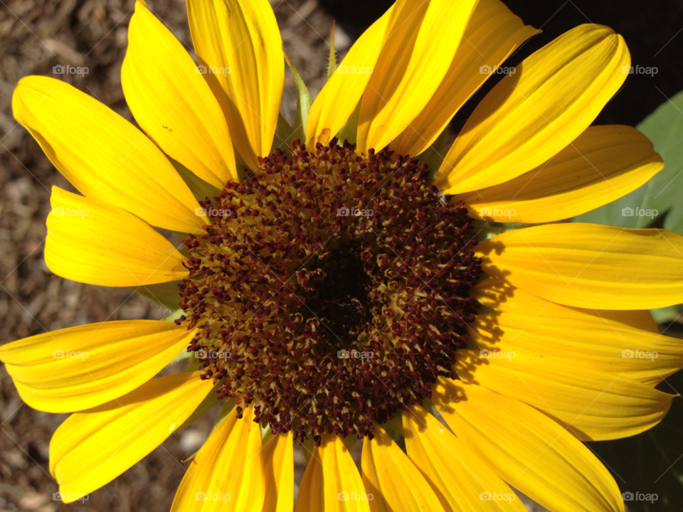 stigma stamen yellow flower by kshapley