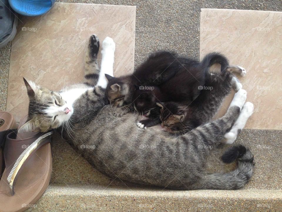 Lovely cat family