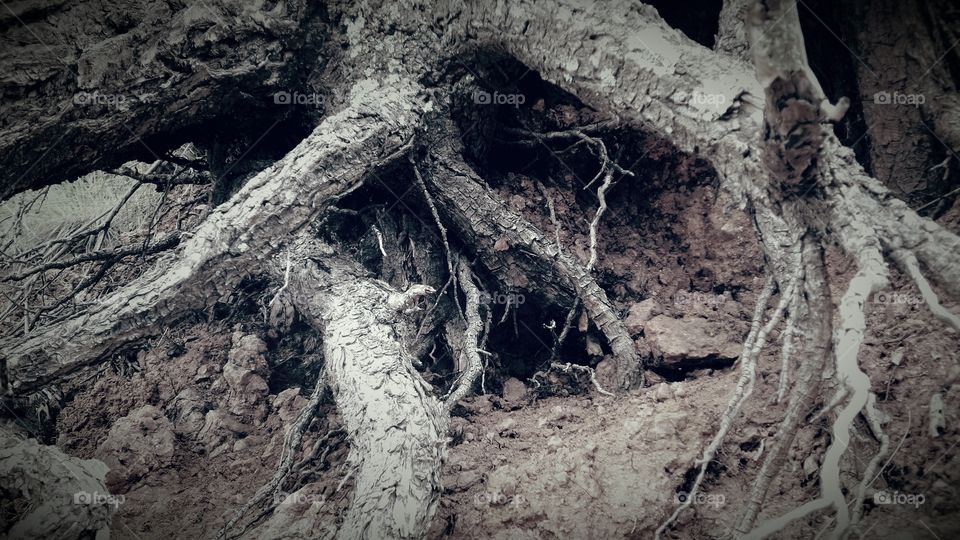 Black and White Tree Roots