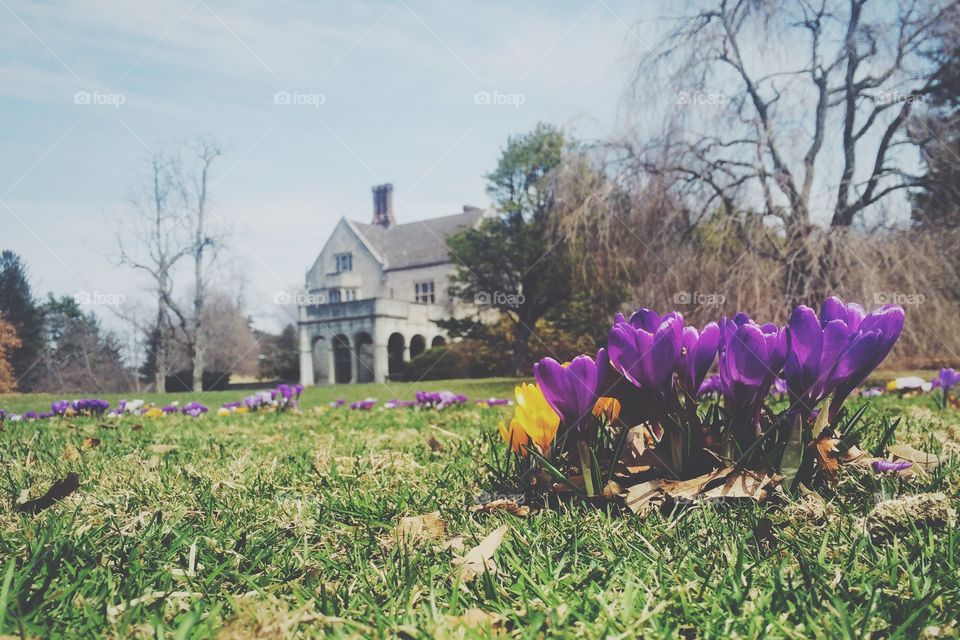 Flowers & Archetecture. Blooming 