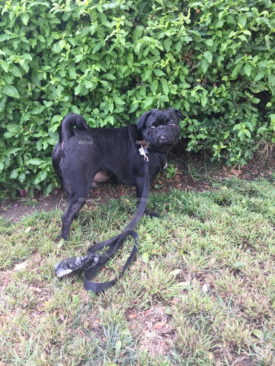 Black Pug Dog Standing with Leash Looking Sideways