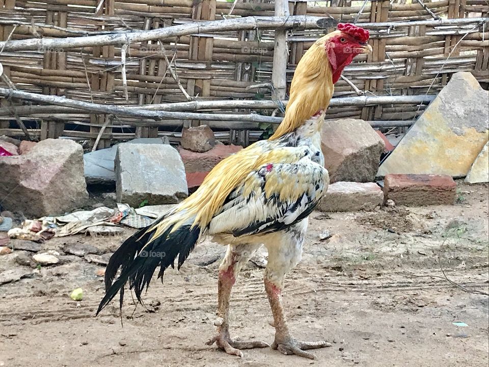 Indian fight rooster 