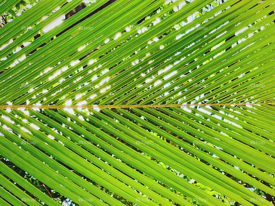 Palm Leaf Symmetry