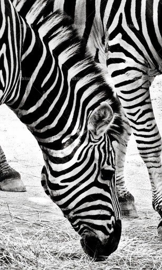 zebra