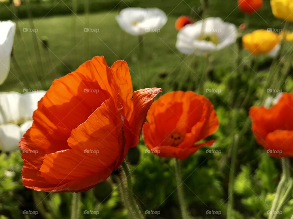 Poppy flowers