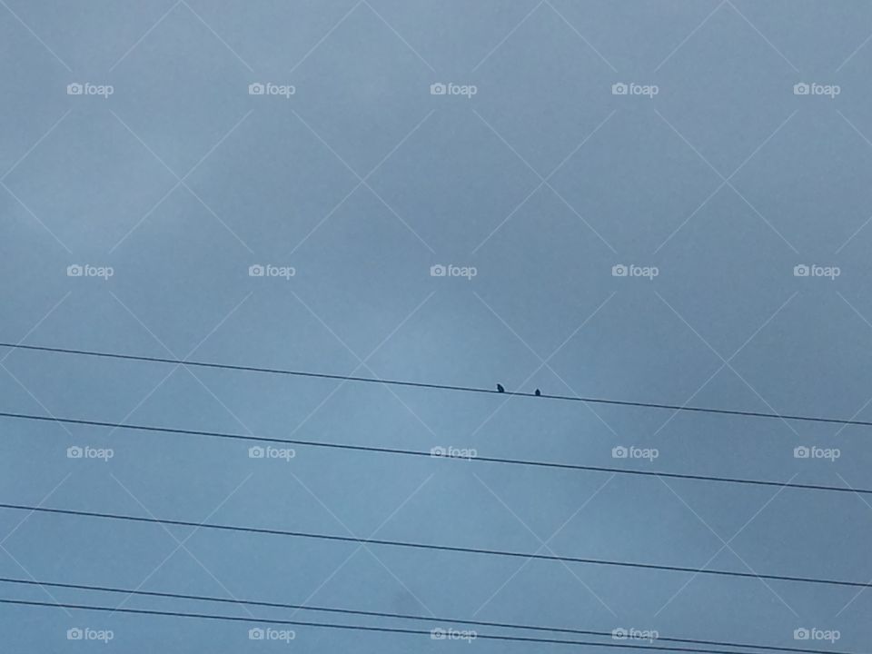 Birds on a Wire