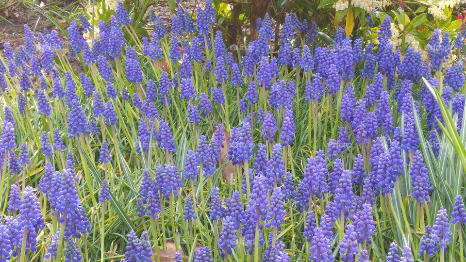 Field of spring blue grape hyacinths flower