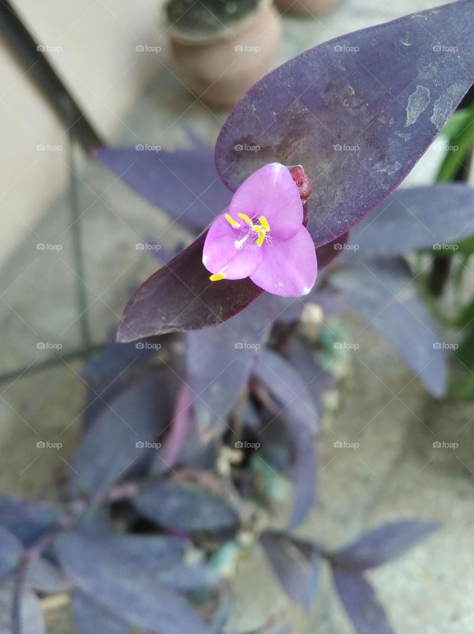 Lilly pink flower fresh seasonal looking very beautiful generally found everywhere