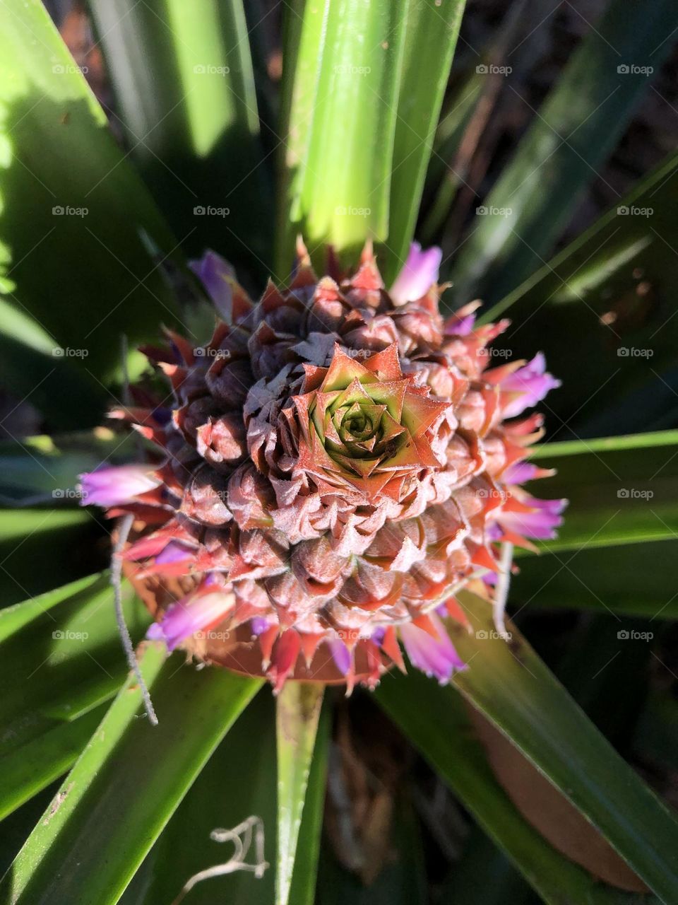Fibonacci sequence visible on pinkish pineapple flower in bloom
