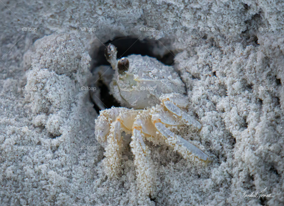 Sand crab