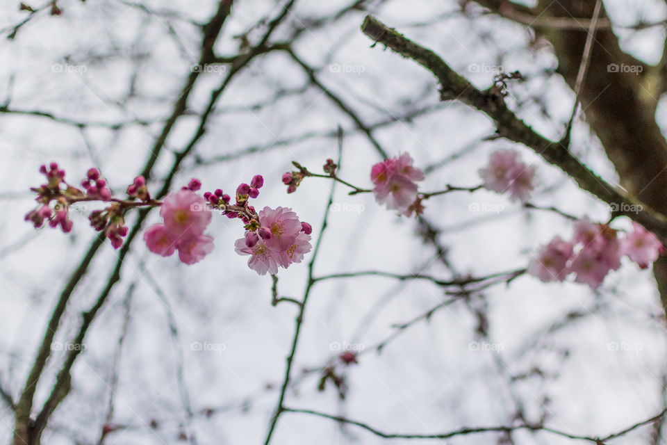 Cherry tree in bloom