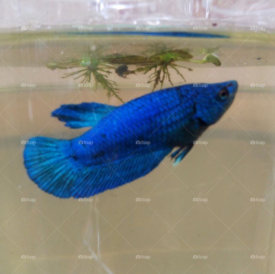 Betta fish.