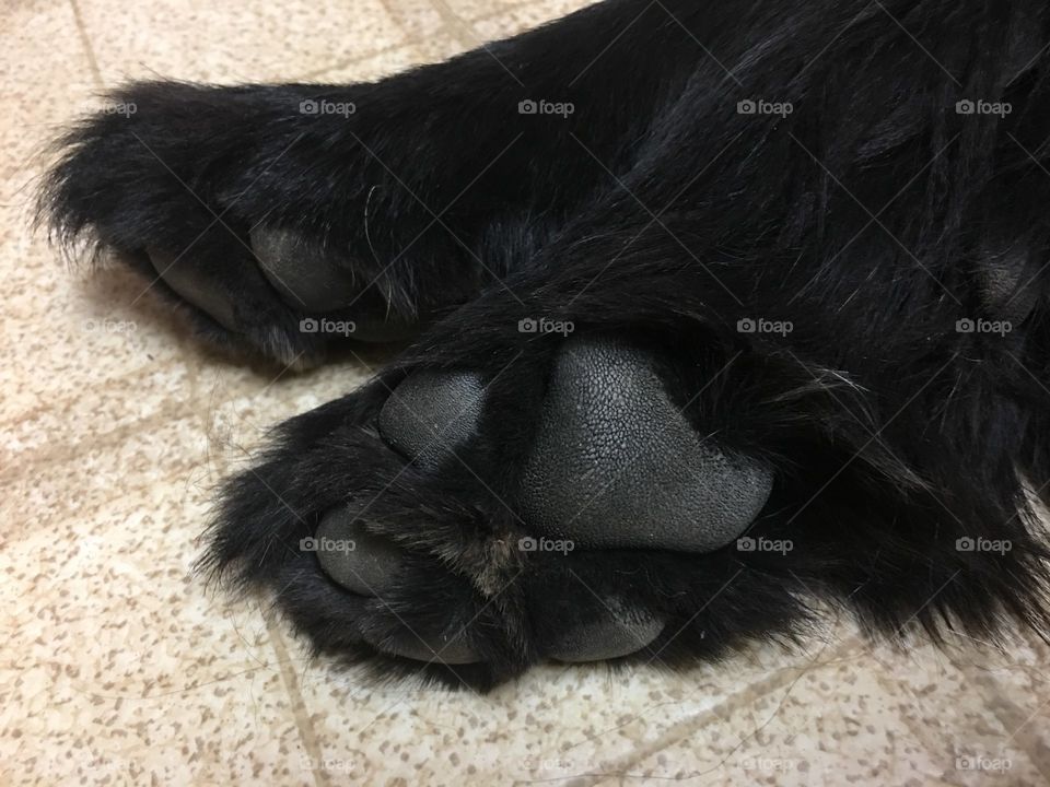 Newfoundland puppy paws.