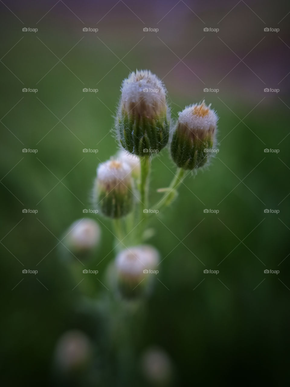 Mobile macro photography