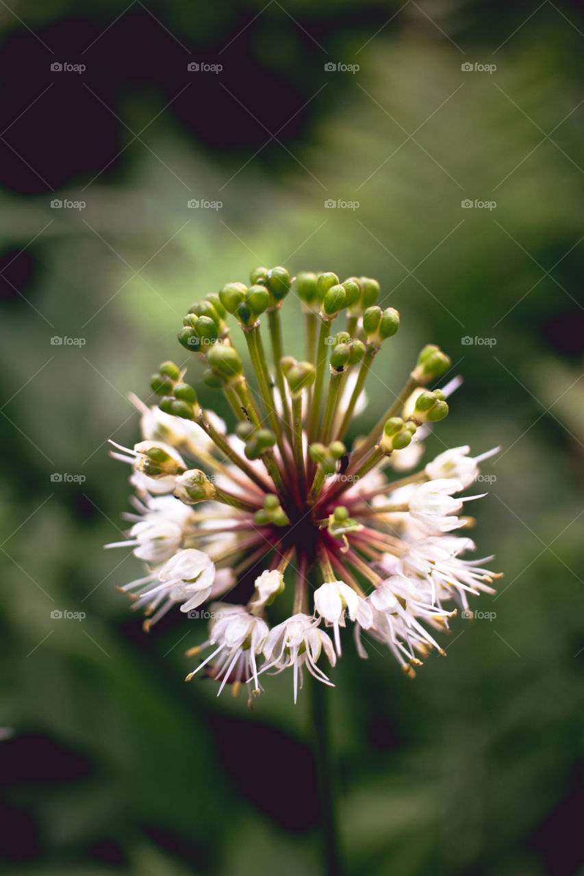 plant close-up