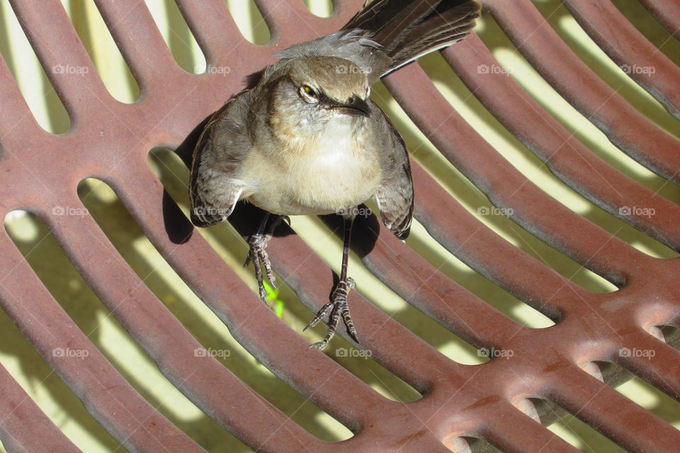 Bird resting