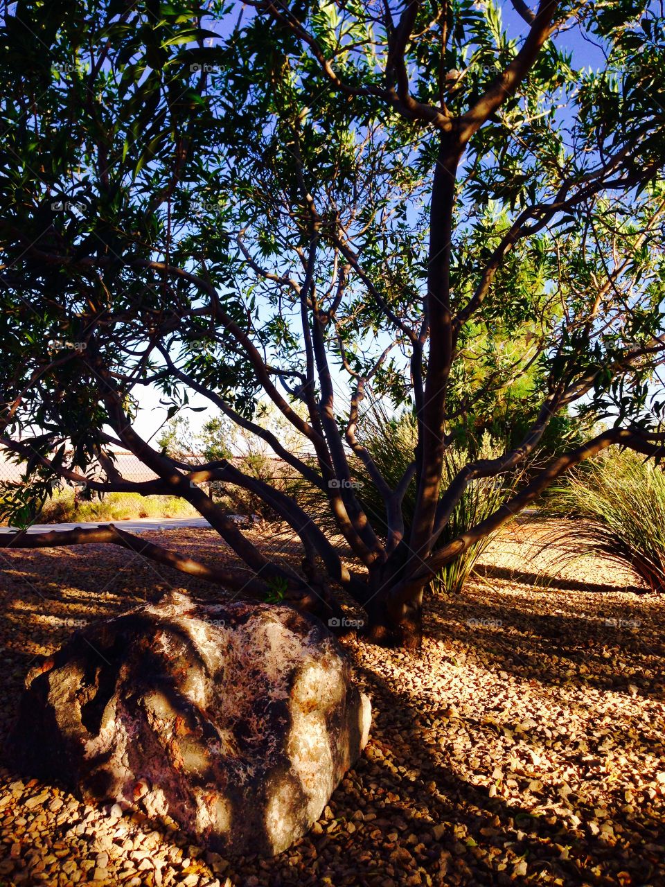 The Sitting Rock. Photo shot of a rock shaded by a tree