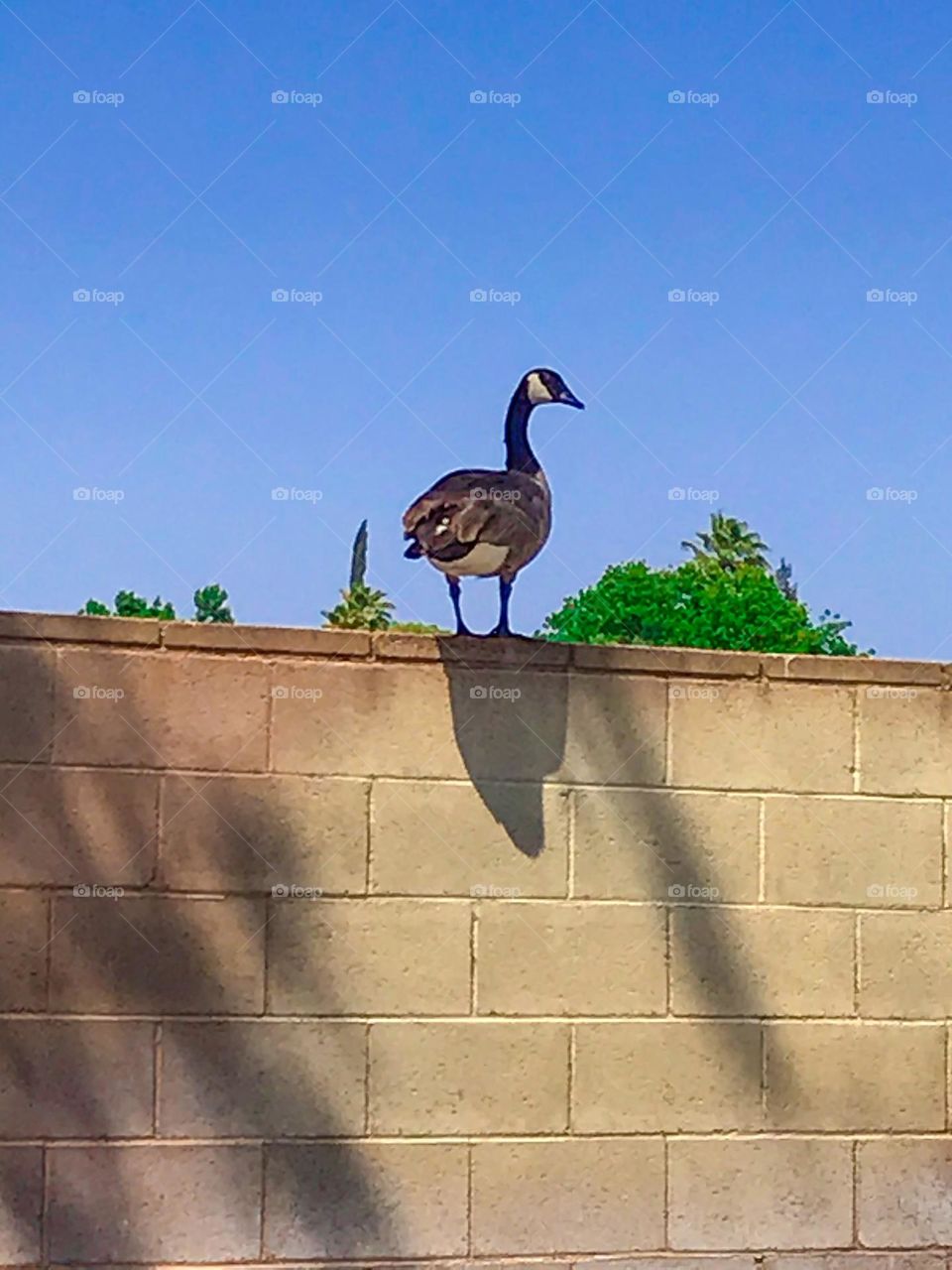 A goose standing atop the wall in the afternoon.