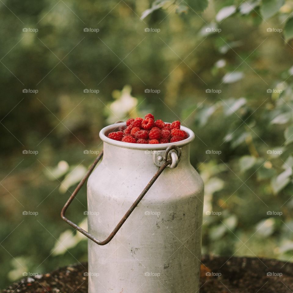 Fruit trees green red forest forests life background food