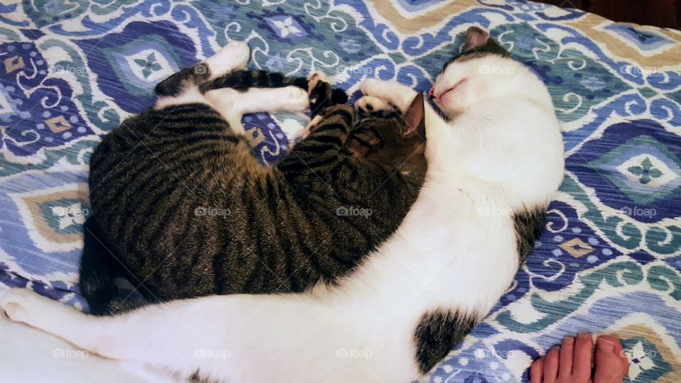two island cats sleep on bed