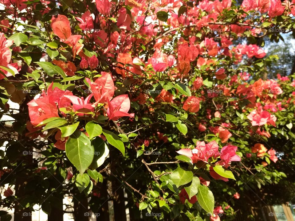 Bougainvilles