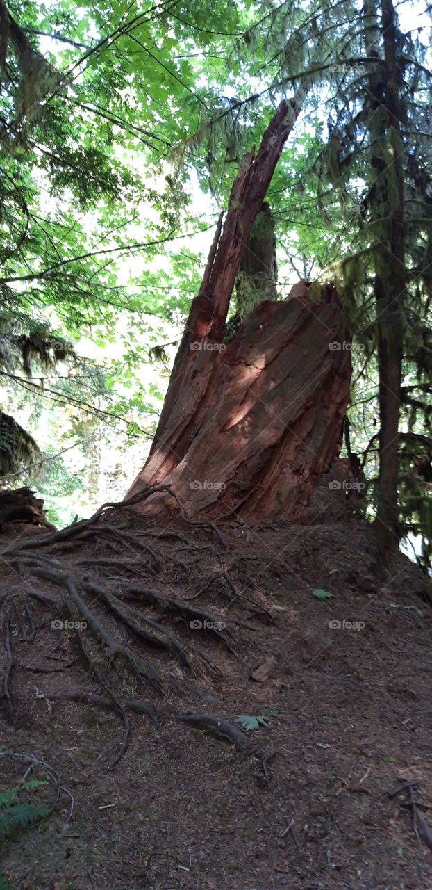 broken tree in cathedrale grove canada