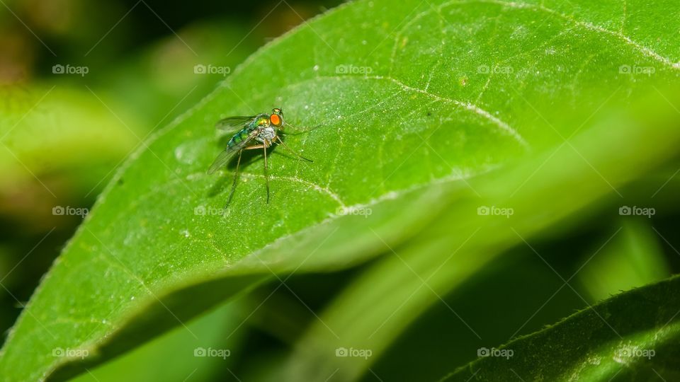 beautiful macro shot 