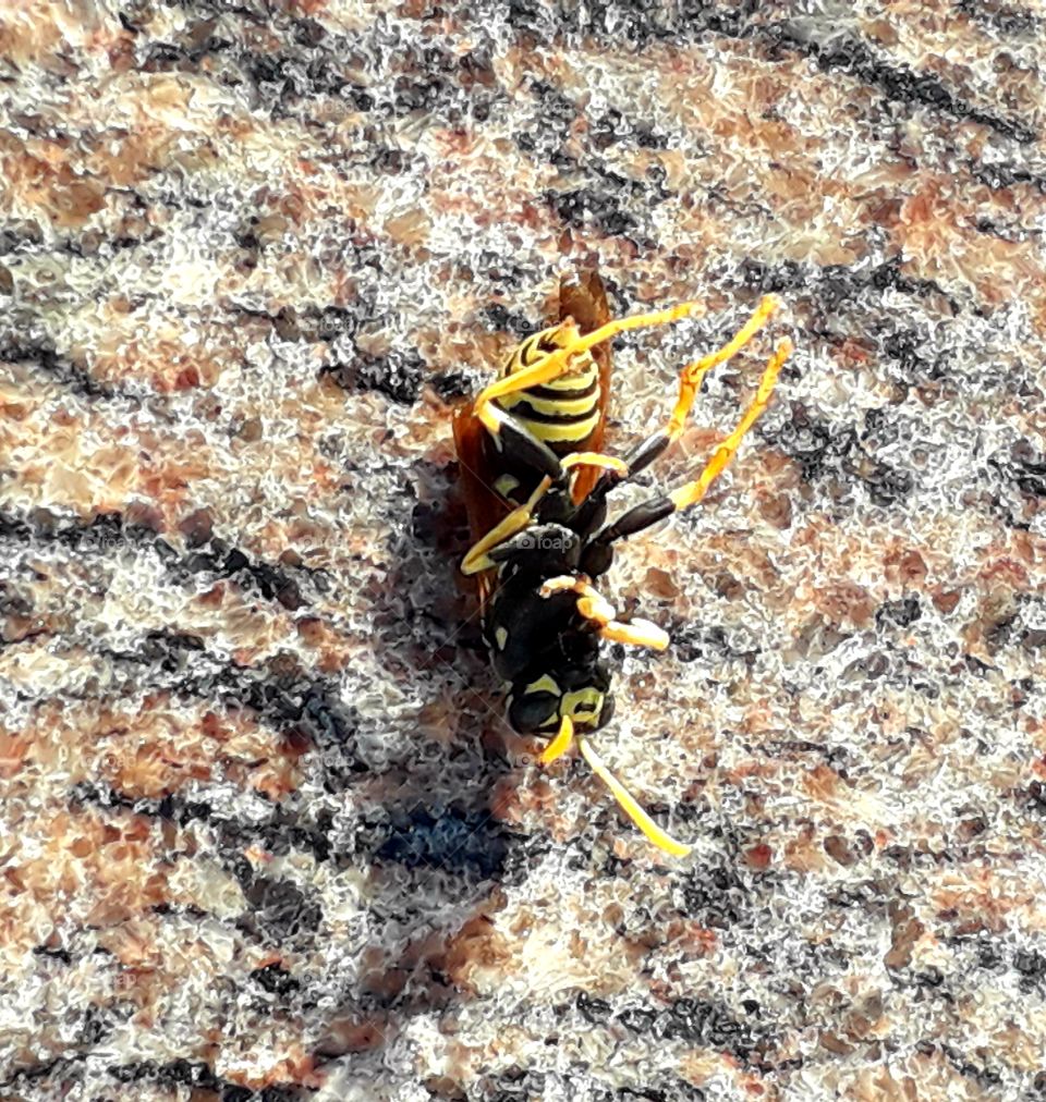 sunlit dying wasp on granite pavement