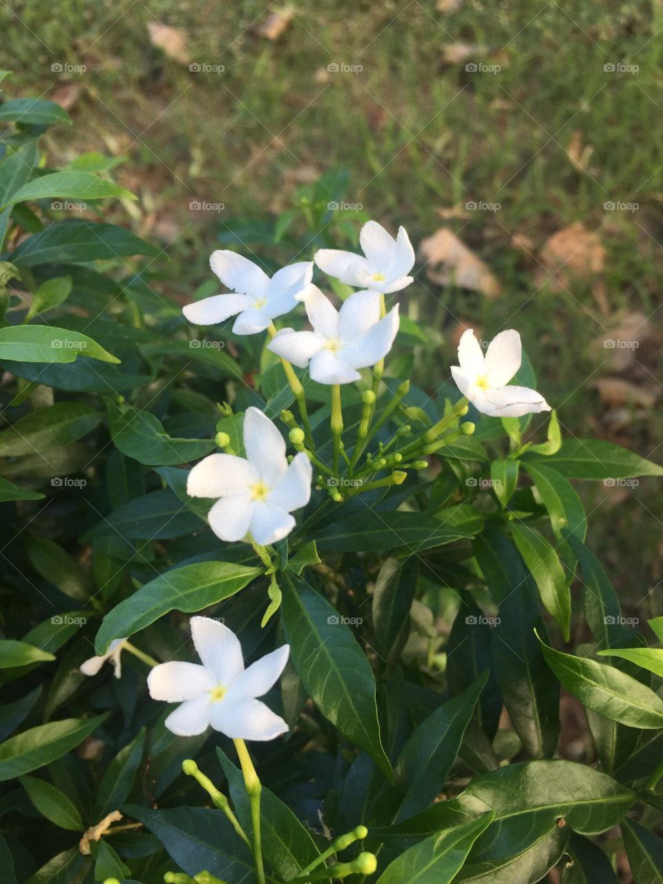 Little white flower ^^