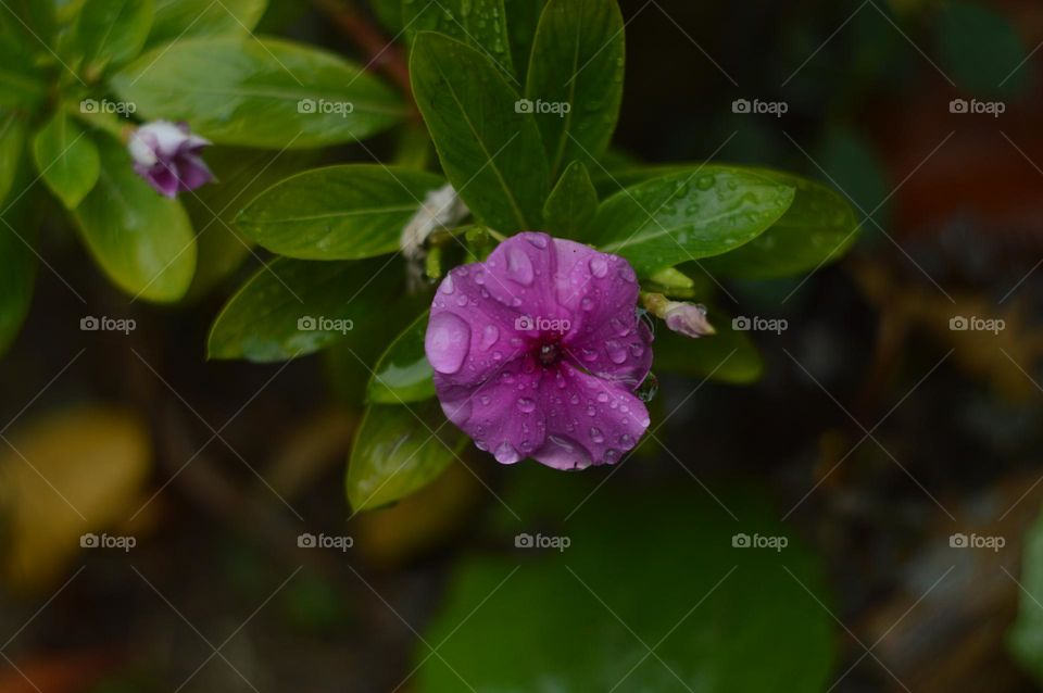 flower violet