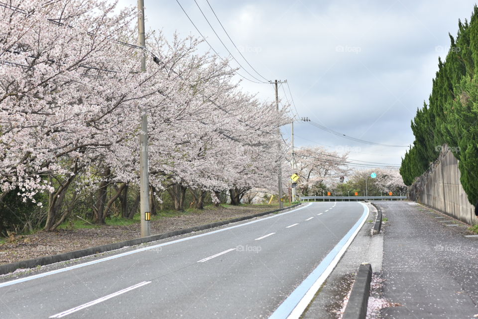 sakura in japan..  cherryblossoms it is very nice and beautifull