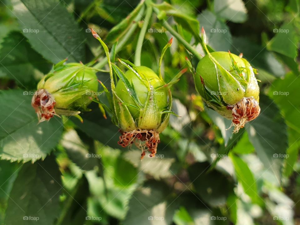 brunch with three green dog rose berries