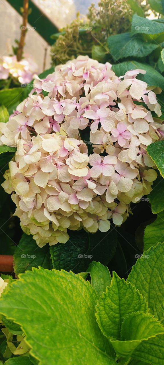 French hydrangea