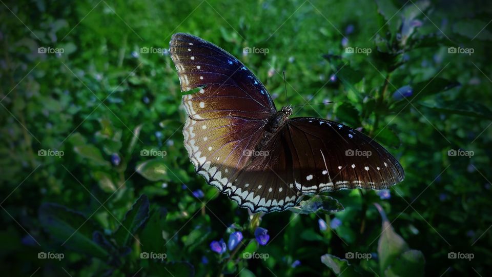 beautiful black butterfly in green background