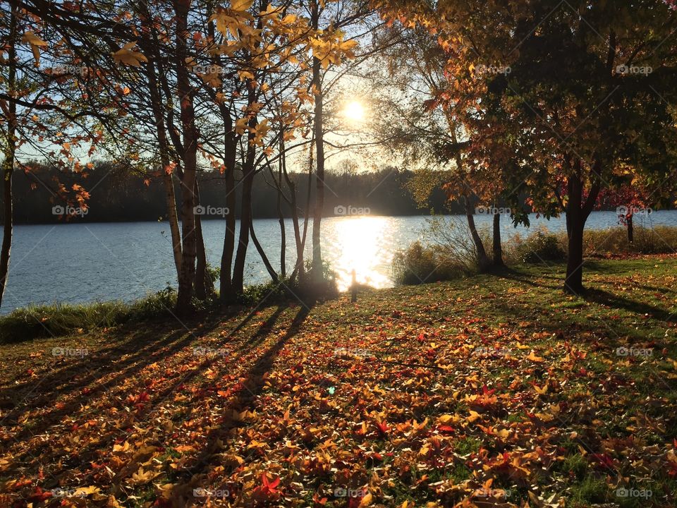 Autumn leaves near a river