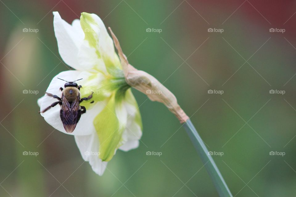 A bee pollinating a single, white daffodil in a garden in the spring