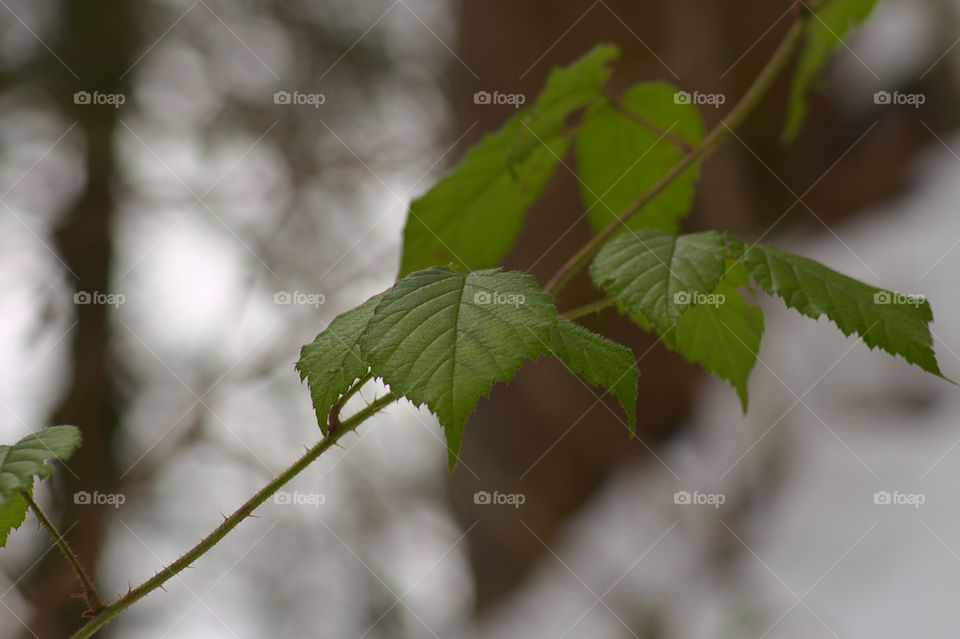 Green Leaves